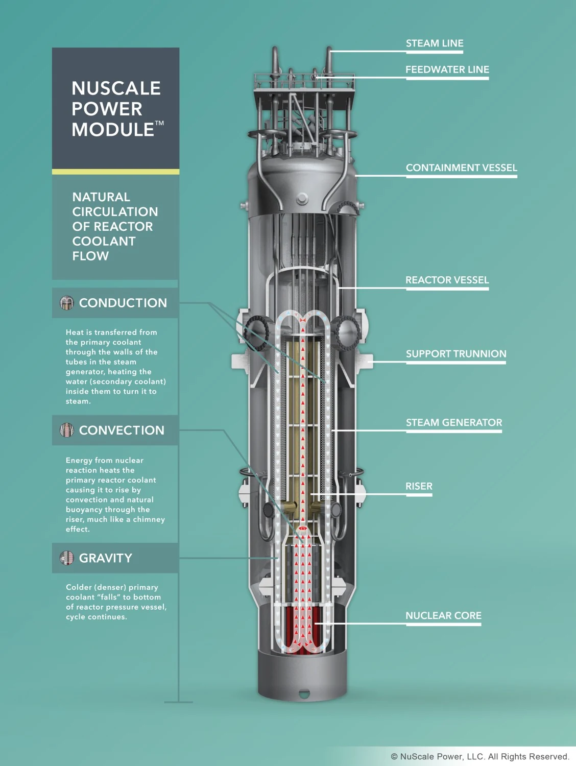 Cutaway diagram of the NuScale Power Module, a small modular reactor, showing how coolant circulates by conduction, convection and gravity.